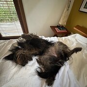 House Sitter - Nikki & Murray experienced and reliable