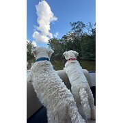 Home Owner wanting sitter in Gosford , New South Wales