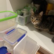 Home Owner wanting sitter in Gosford, New South Wales