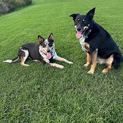 Home Owner wanting sitter in Bunbury, Western Australia