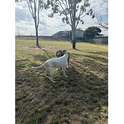 Home Owner wanting sitter in Brisbane, Queensland