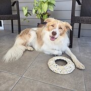 Home Owner wanting sitter in Brisbane, Queensland