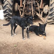 Home Owner wanting sitter in Murwillumbah, New South Wales