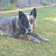 Home Owner wanting sitter in Caloundra, Queensland