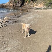 Home Owner wanting sitter in , New South Wales