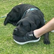 Home Owner wanting sitter in melbourne, Victoria