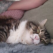 Home Owner wanting sitter in Melbourne , Victoria