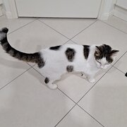 Home Owner wanting sitter in Bundaberg, Queensland