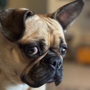 Home Owner wanting sitter in Canberra, Australian Capital Territory