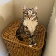 Home Owner wanting sitter in Melbourne, Victoria