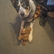 Home Owner wanting sitter in Angle vale, South Australia