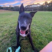 Home Owner wanting sitter in , Tasmania