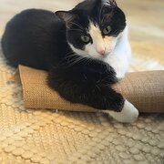 Home Owner wanting sitter in Sydney, New South Wales