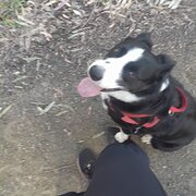 House Sitter - Lynda