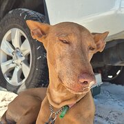 Home Owner wanting sitter in , Western Australia