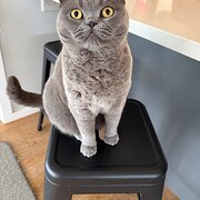 Home Owner wanting sitter in , New South Wales