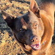 Home Owner wanting sitter in Canberra, New South Wales