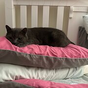 Home Owner wanting sitter in , Queensland