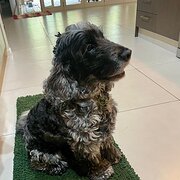 Home Owner wanting sitter in Brisbane, Queensland