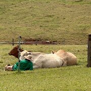 Home Owner wanting sitter in , Queensland