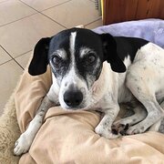 House Sitter - Experienced + Trusted Pet Sitter