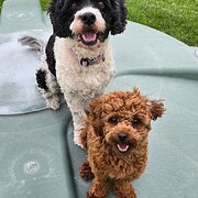 Home Owner wanting sitter in Toowoomba, Queensland