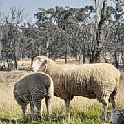 Home Owner wanting sitter in Stanthorpe , Queensland