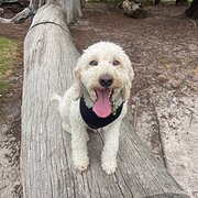 Home Owner wanting sitter in Frankston, Victoria