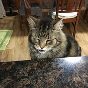 Home Owner wanting sitter in DALBY, Queensland