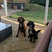 Home Owner wanting sitter in , South Australia