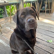 Home Owner wanting sitter in , Queensland