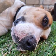 Home Owner wanting sitter in Toowoomba , Queensland