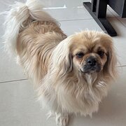 Home Owner wanting sitter in Newcastle, New South Wales