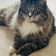 Home Owner wanting sitter in Adelaide, South Australia