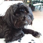 Home Owner wanting sitter in , New South Wales