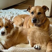 Home Owner wanting sitter in Melbourne, Victoria