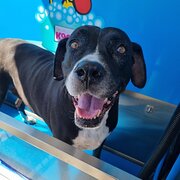 Home Owner wanting sitter in Nowra, New South Wales