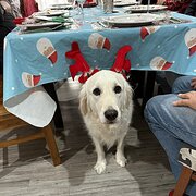 Home Owner wanting sitter in Perth, Western Australia