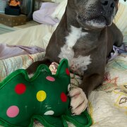 Home Owner wanting sitter in Brisbane , Queensland