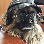 Home Owner wanting sitter in , Western Australia