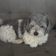 Home Owner wanting sitter in , Western Australia