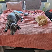 Home Owner wanting sitter in Ipswich & Brisbane, Queensland