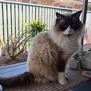 Home Owner wanting sitter in , New South Wales