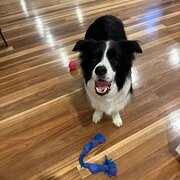 Home Owner wanting sitter in , New South Wales