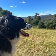 Home Owner wanting sitter in , Victoria