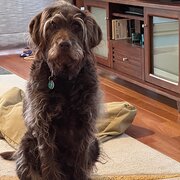 Home Owner wanting sitter in , Australian Capital Territory