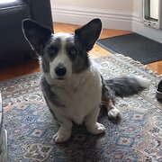 Home Owner wanting sitter in MELBOURNE, Victoria