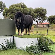 Home Owner wanting sitter in perth, Western Australia