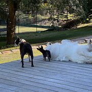 Home Owner wanting sitter in BOWRAL, New South Wales