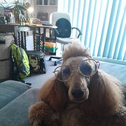 House Sitter - Safety And Security